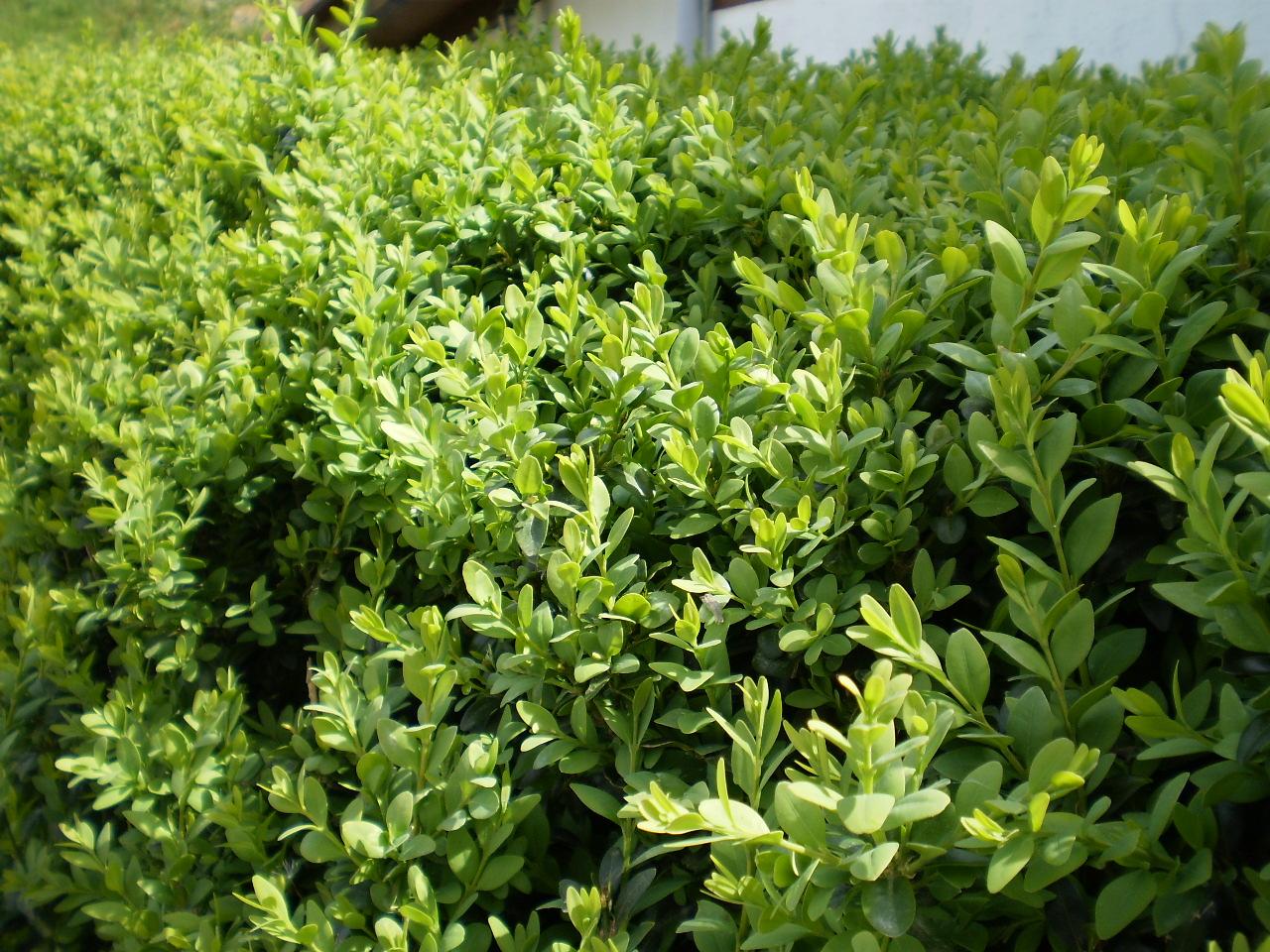 Buxus Sempervirens - View 12 from www redcrocus com