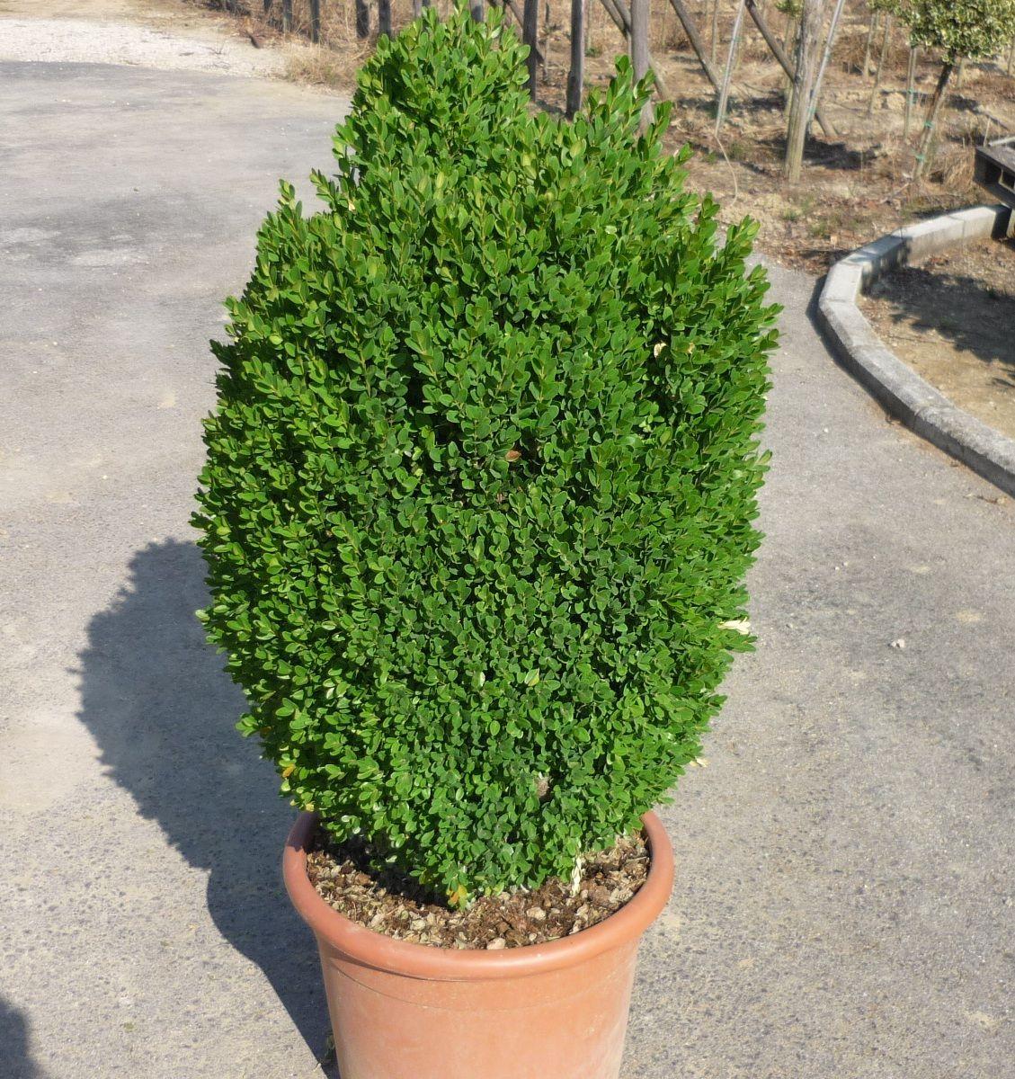 Buxus Sempervirens - View 19 from www redcrocus com