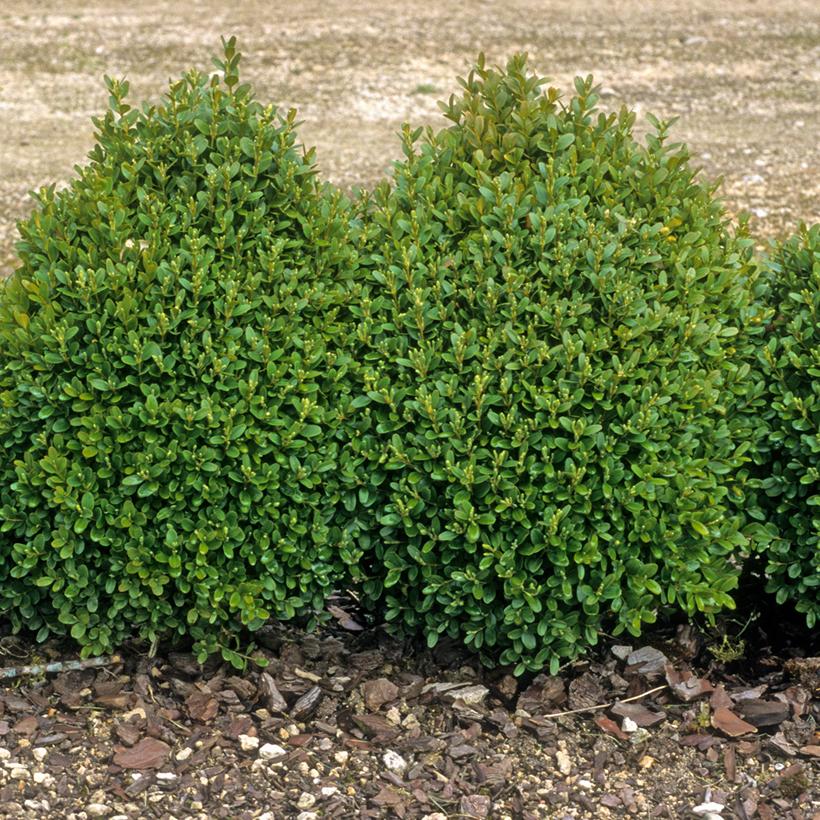 Buxus Sempervirens - View 20 from www redcrocus com