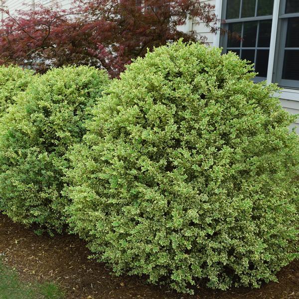 Buxus Sempervirens - View 22 from www redcrocus com