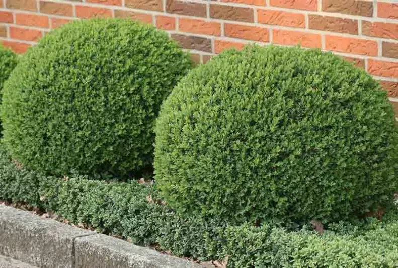 Buxus Sempervirens - View 25 from www redcrocus com