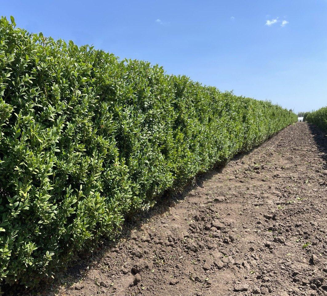 Buxus Sempervirens - View 2 from www redcrocus com