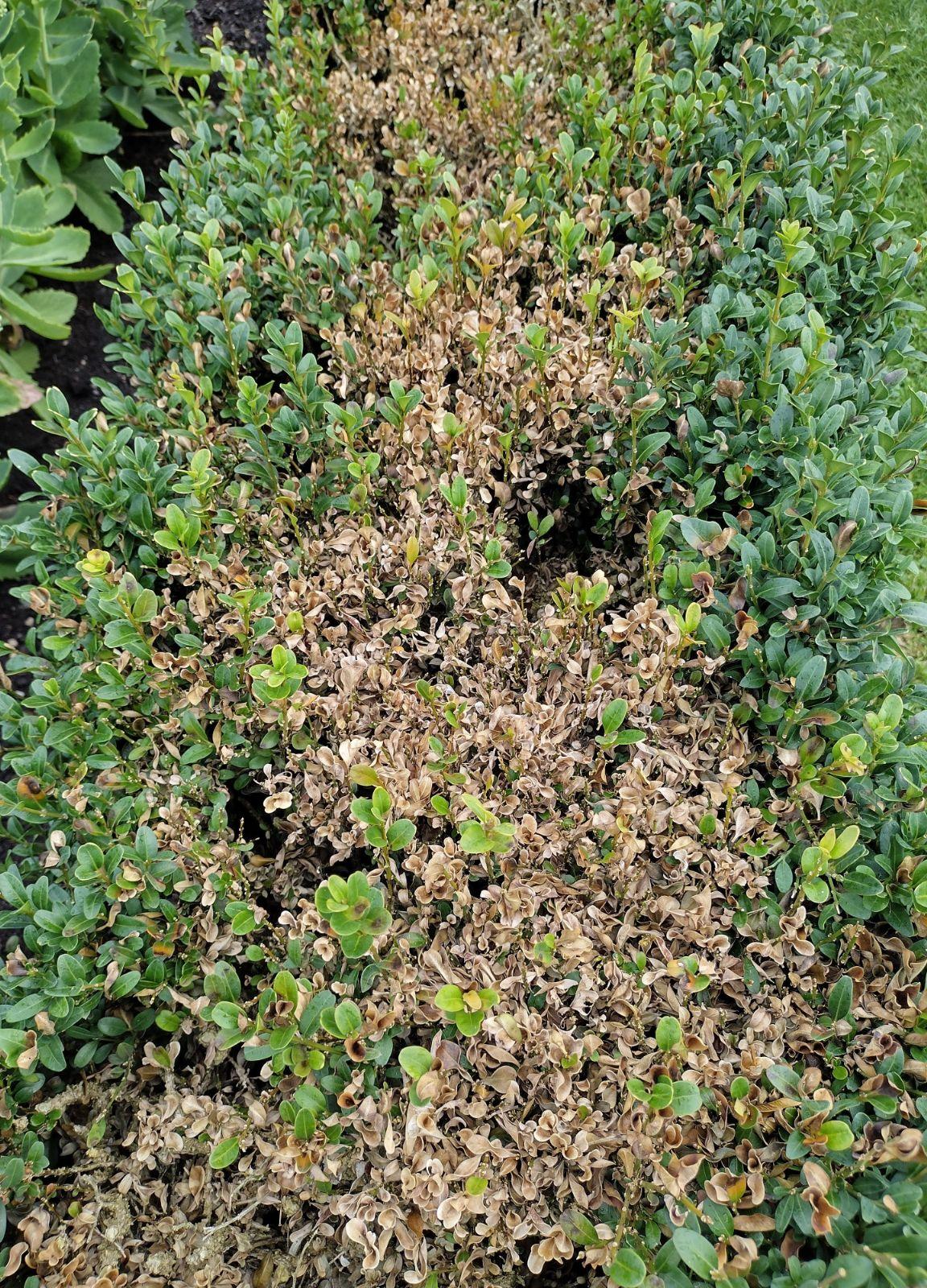 Buxus Sempervirens - View 31 from www redcrocus com