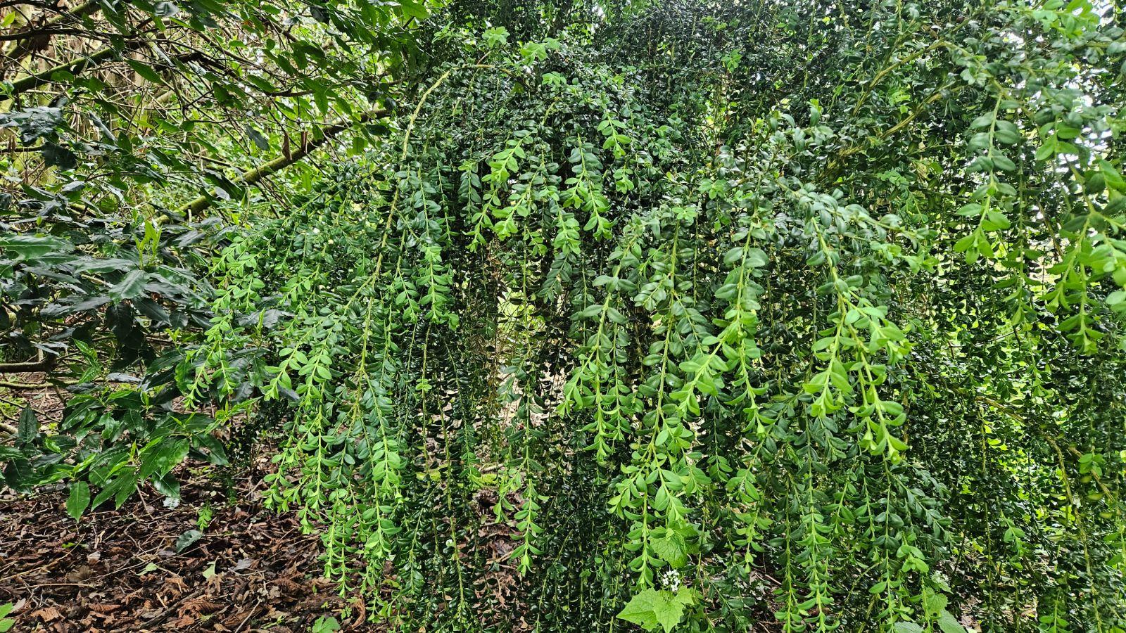 Buxus Sempervirens - View 36 from www redcrocus com