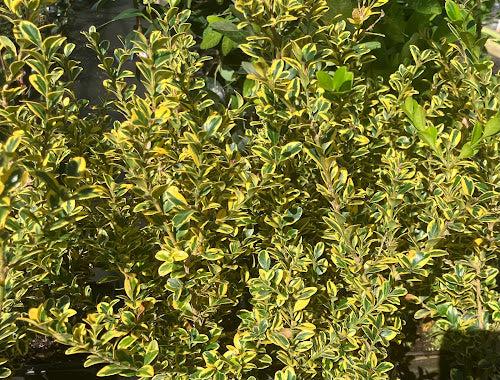 Buxus Sempervirens - View 6 from www redcrocus com