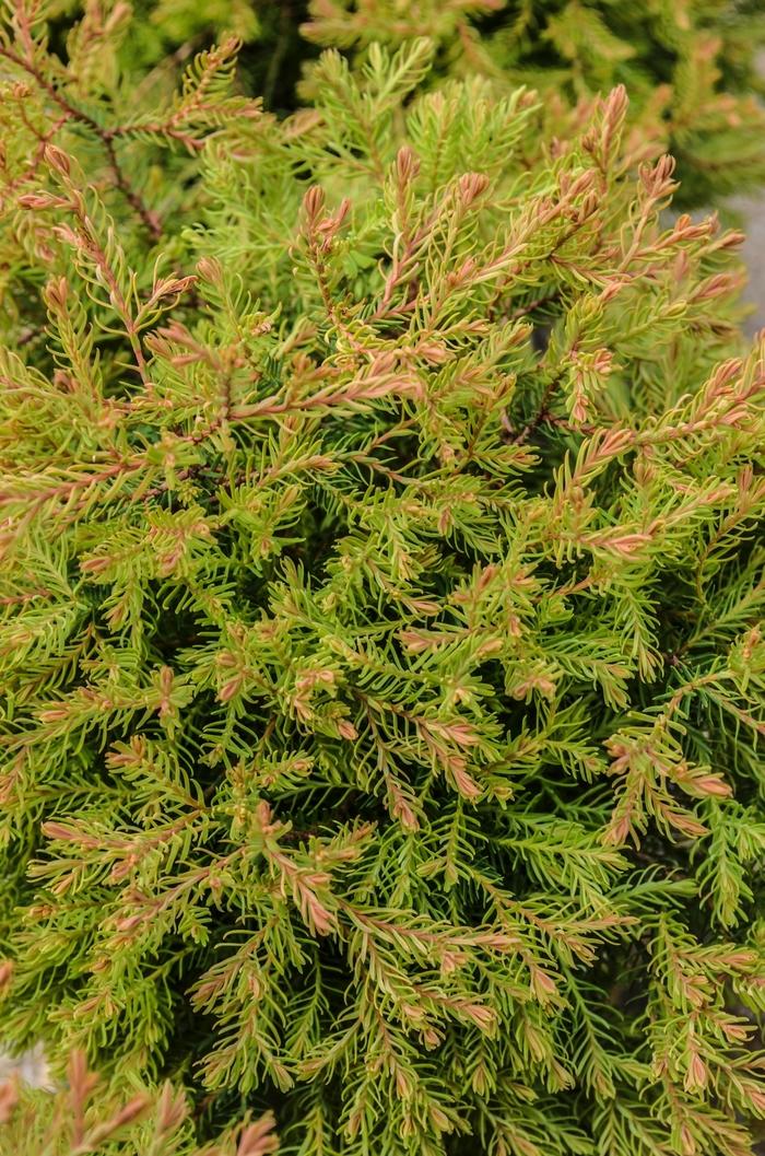 Thuja Occidentalis Fire Chief - View 11 from www redcrocus com