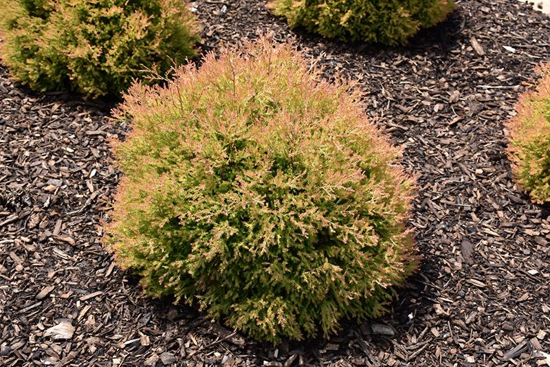 Thuja Occidentalis Fire Chief - View 12 from www redcrocus com