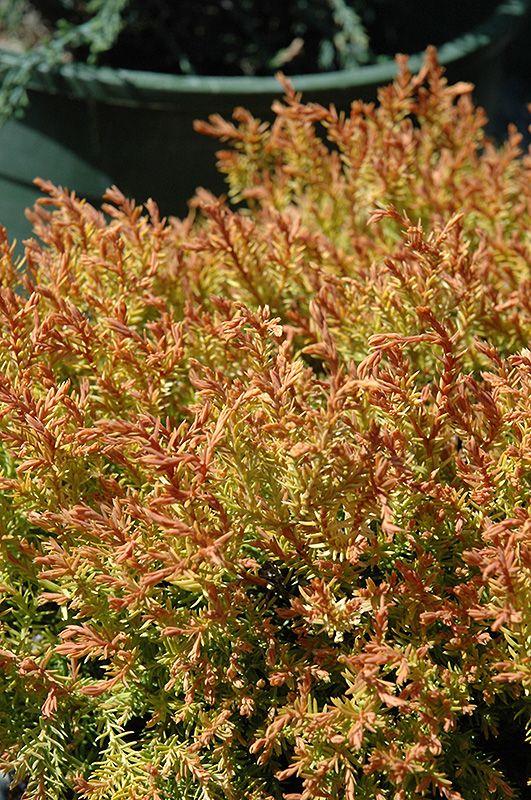 Thuja Occidentalis Fire Chief - View 16 from www redcrocus com