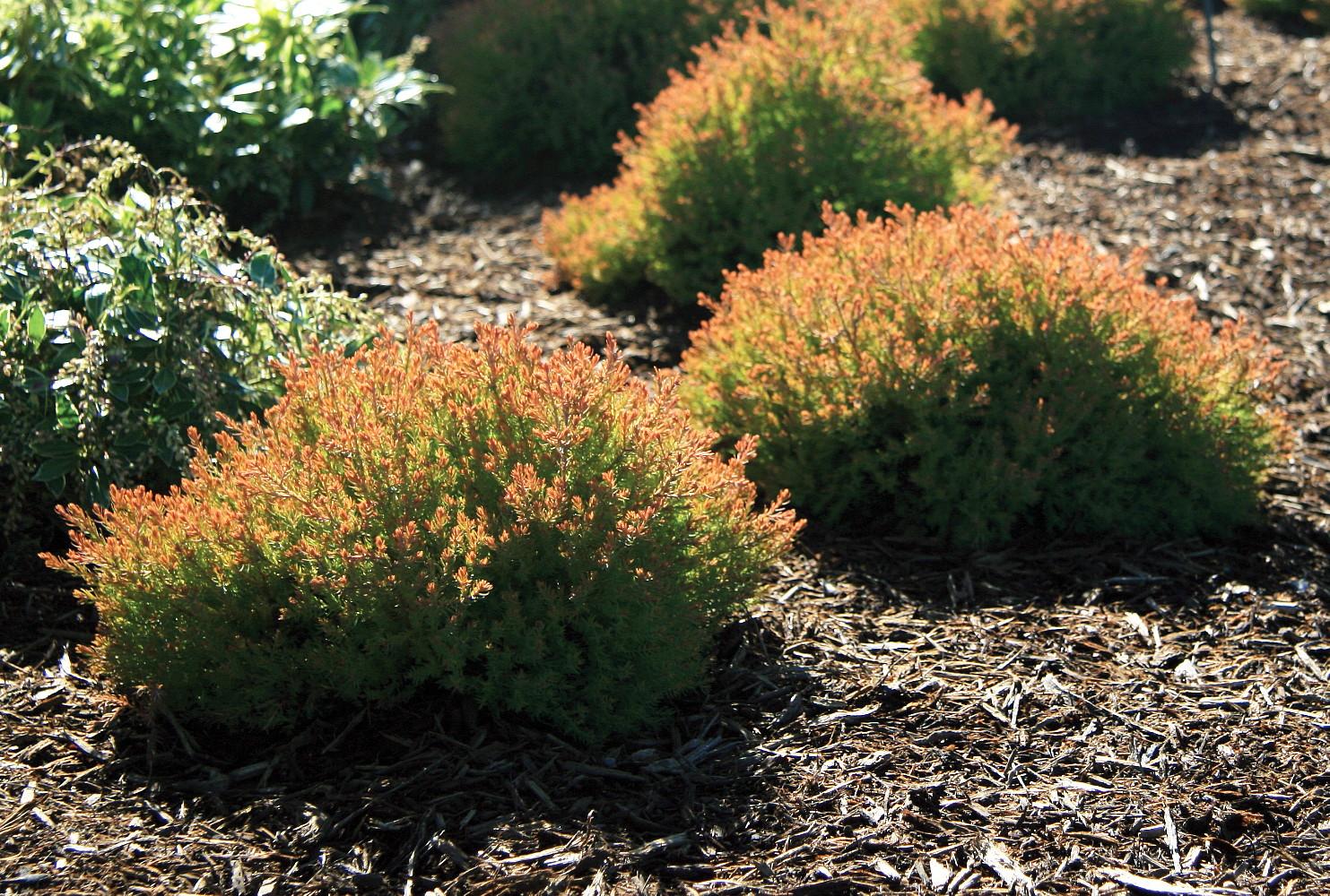 Thuja Occidentalis Fire Chief - View 18 from www redcrocus com