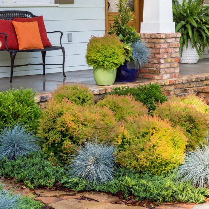 Thuja Occidentalis Fire Chief - View 19 from www redcrocus com