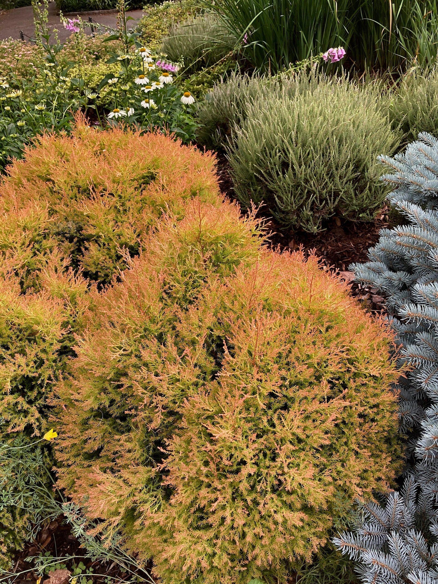 Thuja Occidentalis Fire Chief - View 5 from www redcrocus com