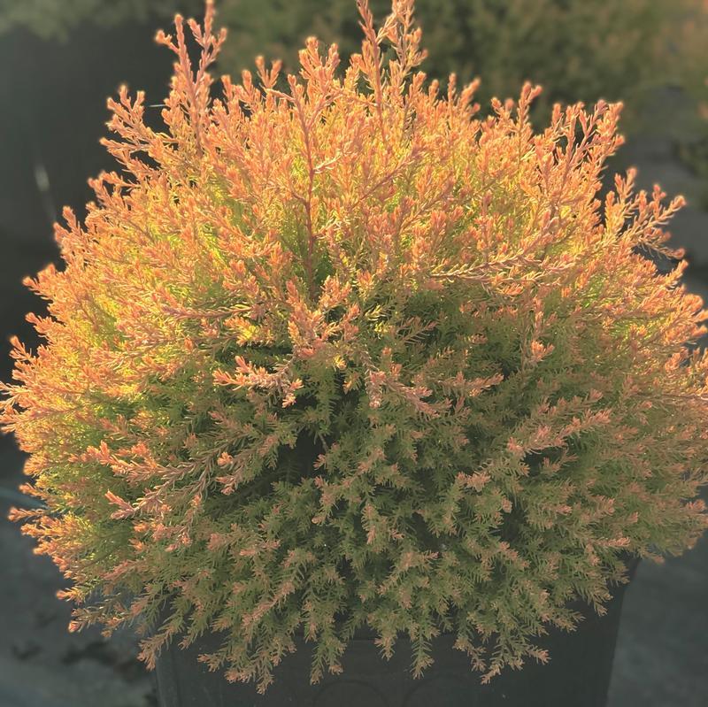 Thuja Occidentalis Fire Chief - View 6 from www redcrocus com