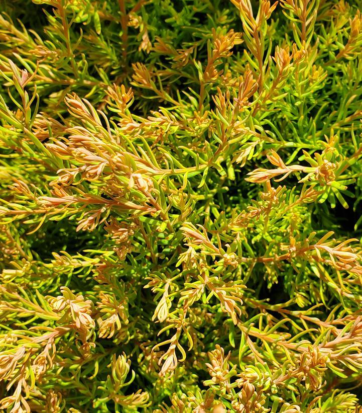 Thuja Occidentalis Fire Chief - View 8 from www redcrocus com