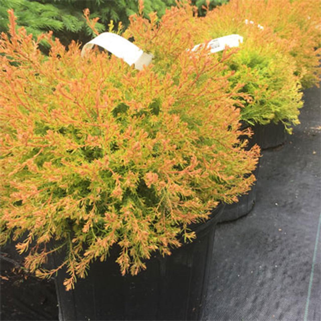 Thuja Occidentalis Fire Chief - View 9 from www redcrocus com