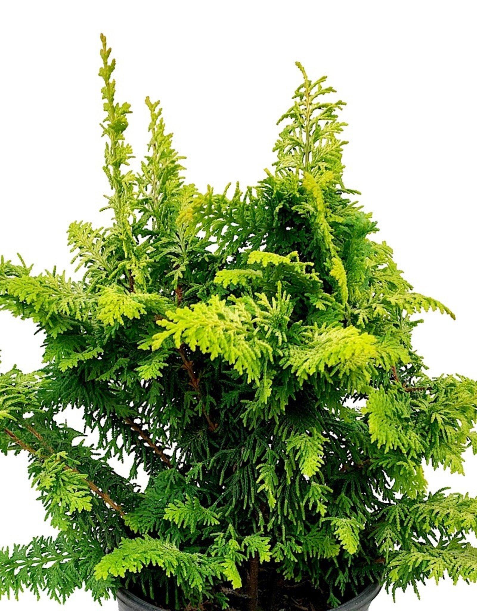 Chamaecyparis Obtusa Elmwood Gold - View 11 from www redcrocus com