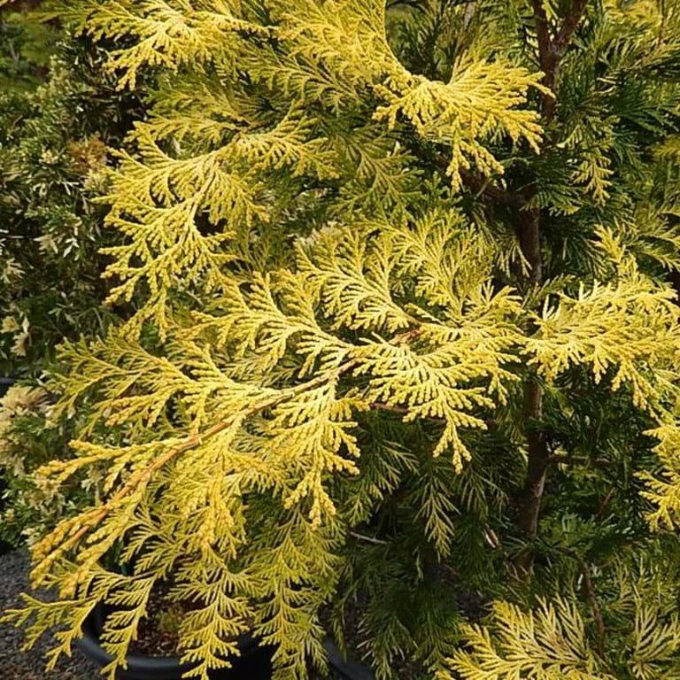 Chamaecyparis Obtusa Elmwood Gold - View 16 from www redcrocus com