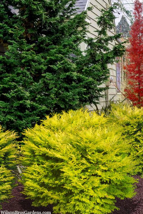 Chamaecyparis Obtusa Elmwood Gold - View 18 from www redcrocus com