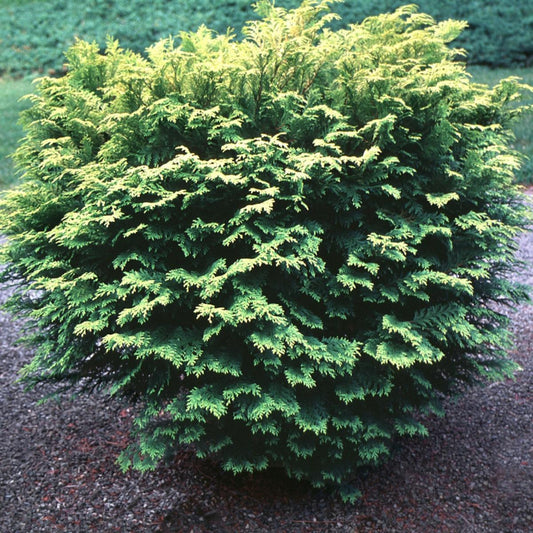 Chamaecyparis Obtusa Elmwood Gold - View 1 from www redcrocus com