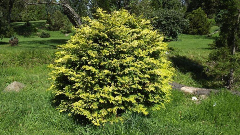 Chamaecyparis Obtusa Elmwood Gold - View 4 from www redcrocus com
