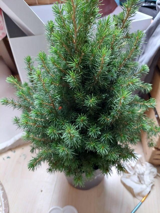 Picea Glauca 'conica' Red Pot - View 12 from www redcrocus com