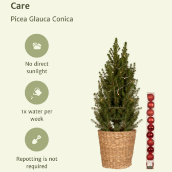 Picea Glauca 'conica' Red Pot - View 15 from www redcrocus com