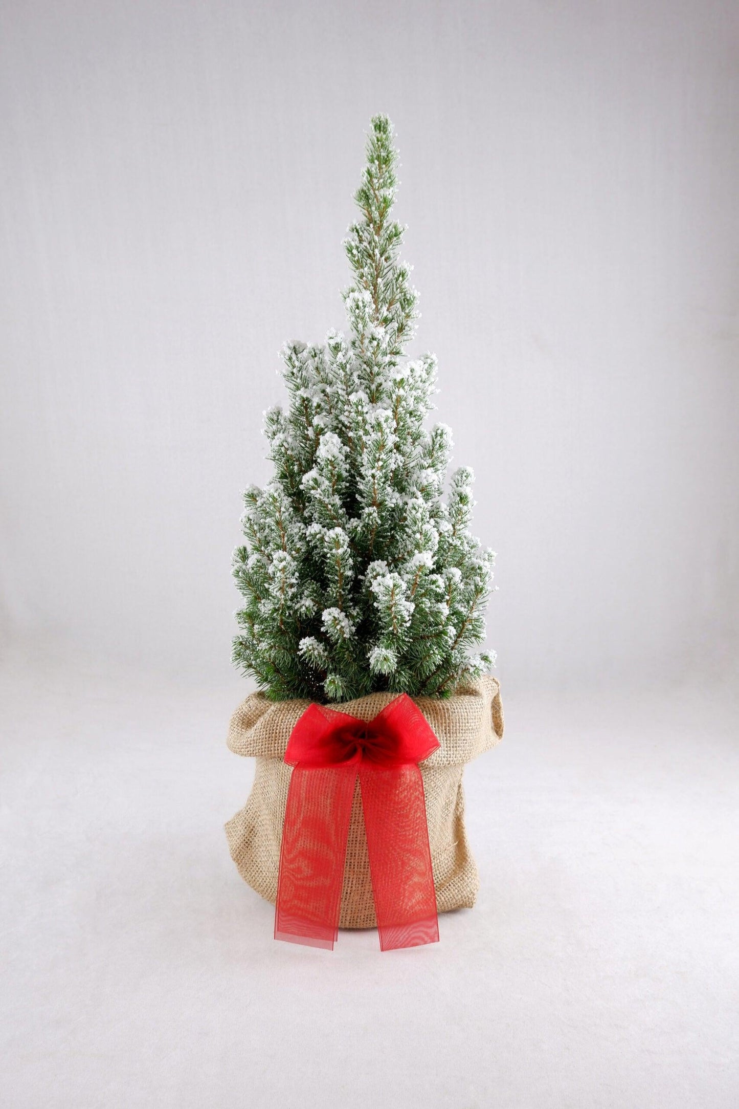 Picea Glauca 'conica' Red Pot - View 16 from www redcrocus com