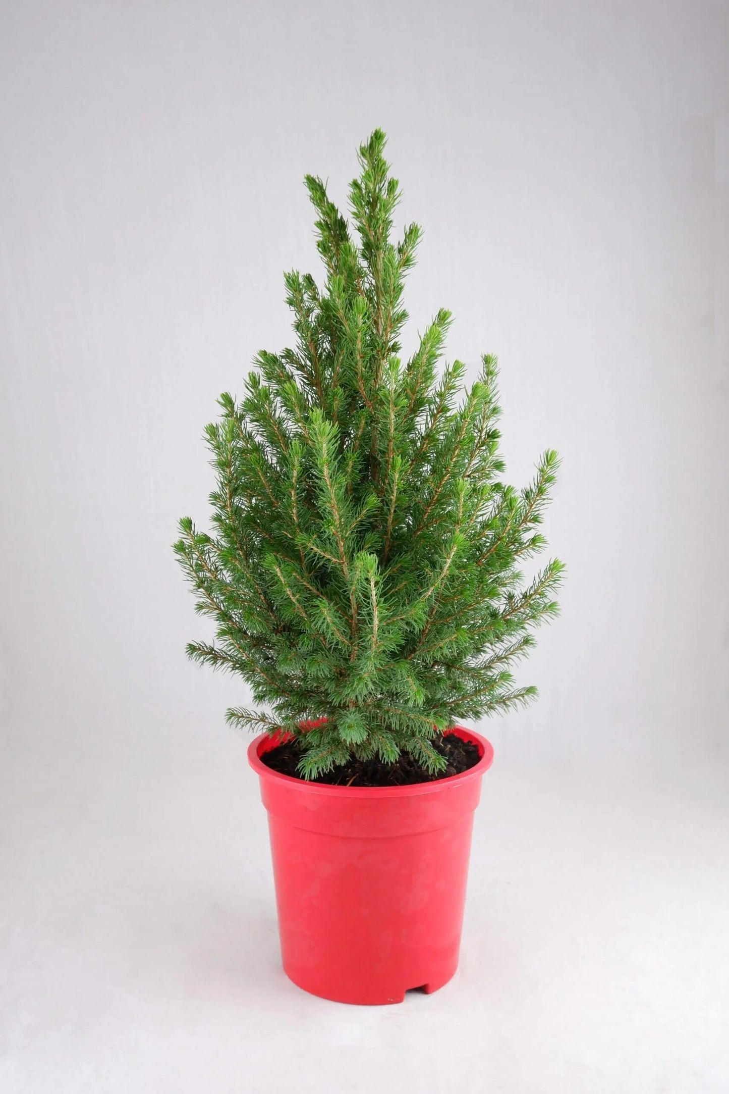 Picea Glauca 'conica' Red Pot - View 17 from www redcrocus com