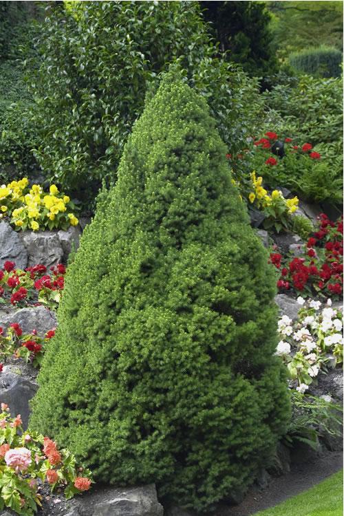 Picea Glauca 'conica' Red Pot - View 19 from www redcrocus com