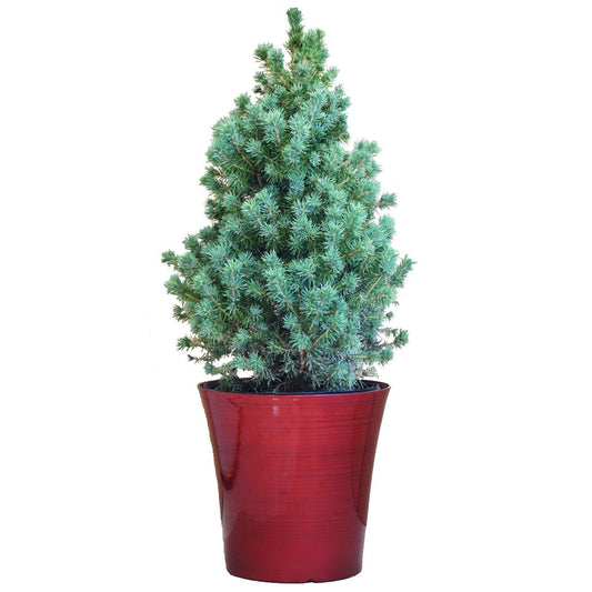 Picea Glauca 'conica' Red Pot - View 1 from www redcrocus com