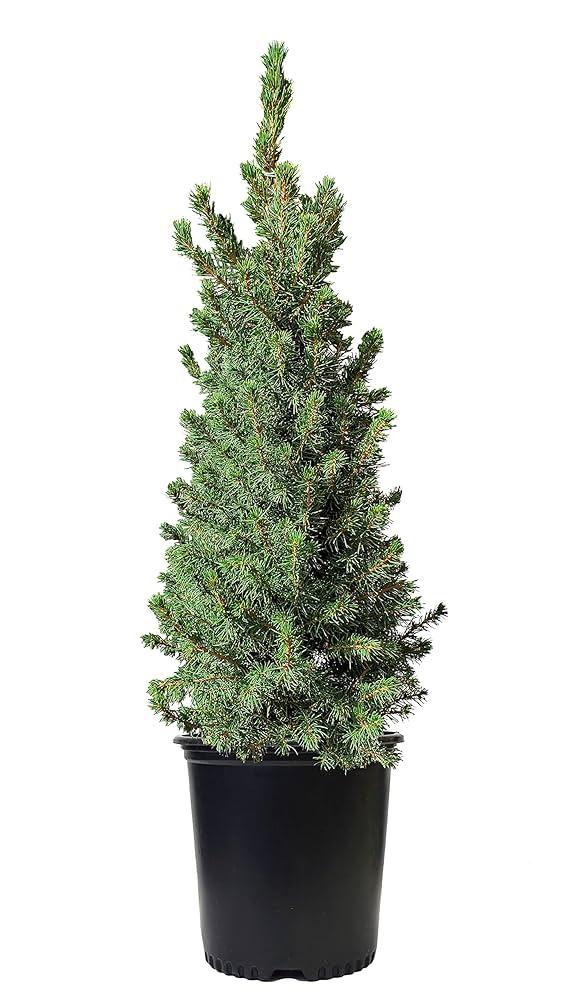 Picea Glauca 'conica' Red Pot - View 20 from www redcrocus com