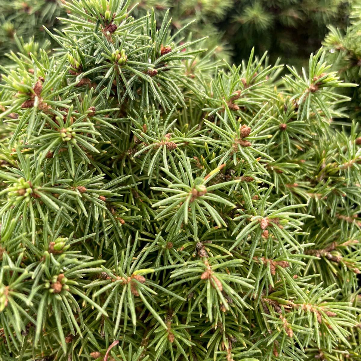 Picea Glauca 'conica' Red Pot - View 23 from www redcrocus com