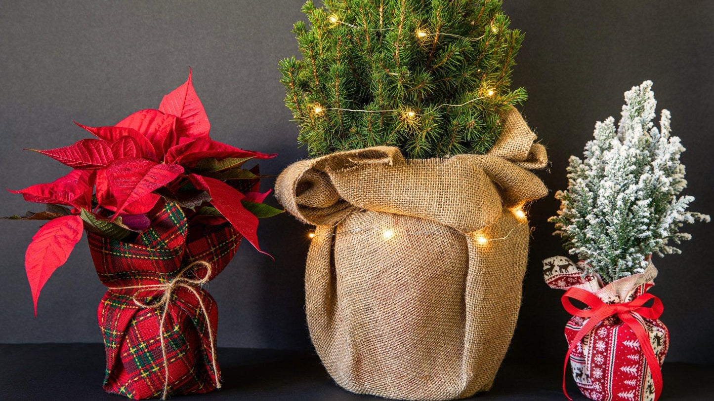 Picea Glauca 'conica' Red Pot - View 2 from www redcrocus com