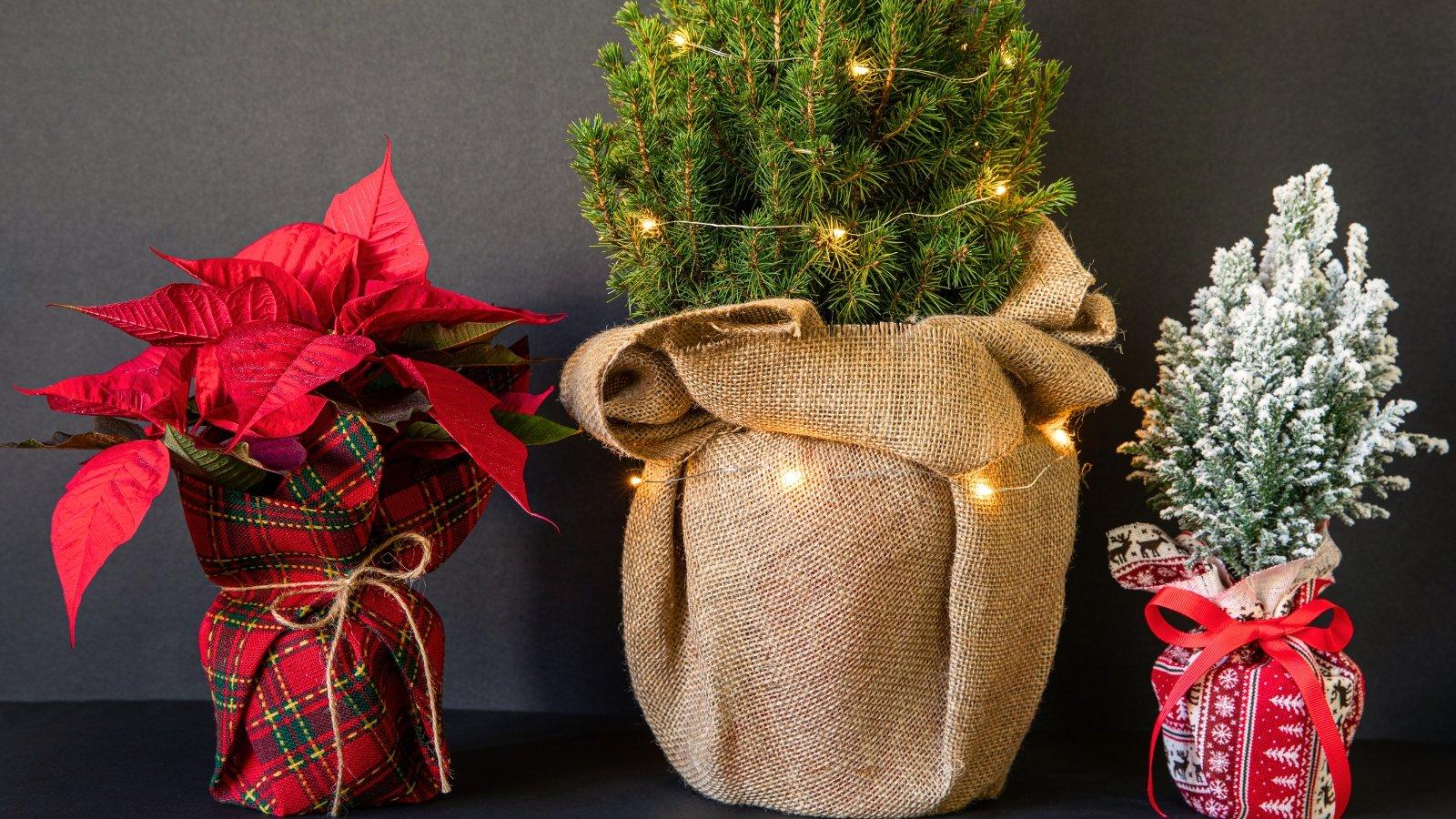 Picea Glauca 'conica' Red Pot - View 2 from www redcrocus com