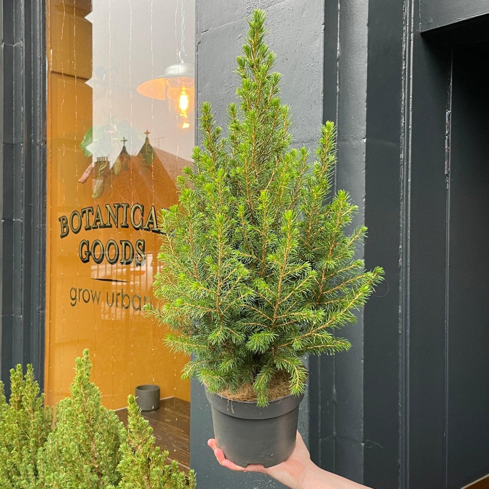 Picea Glauca 'conica' Red Pot - View 3 from www redcrocus com