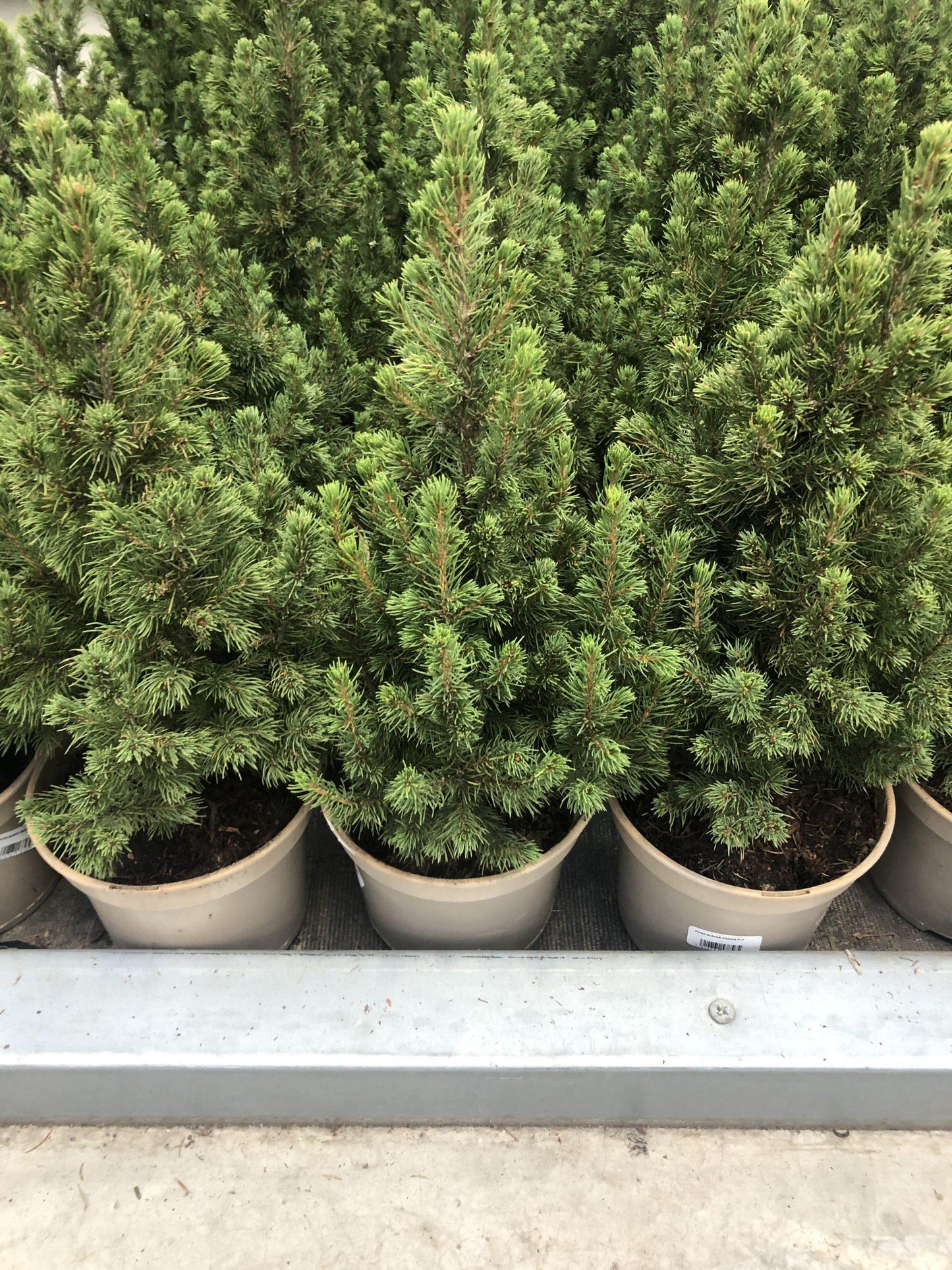 Picea Glauca 'conica' Red Pot - View 5 from www redcrocus com