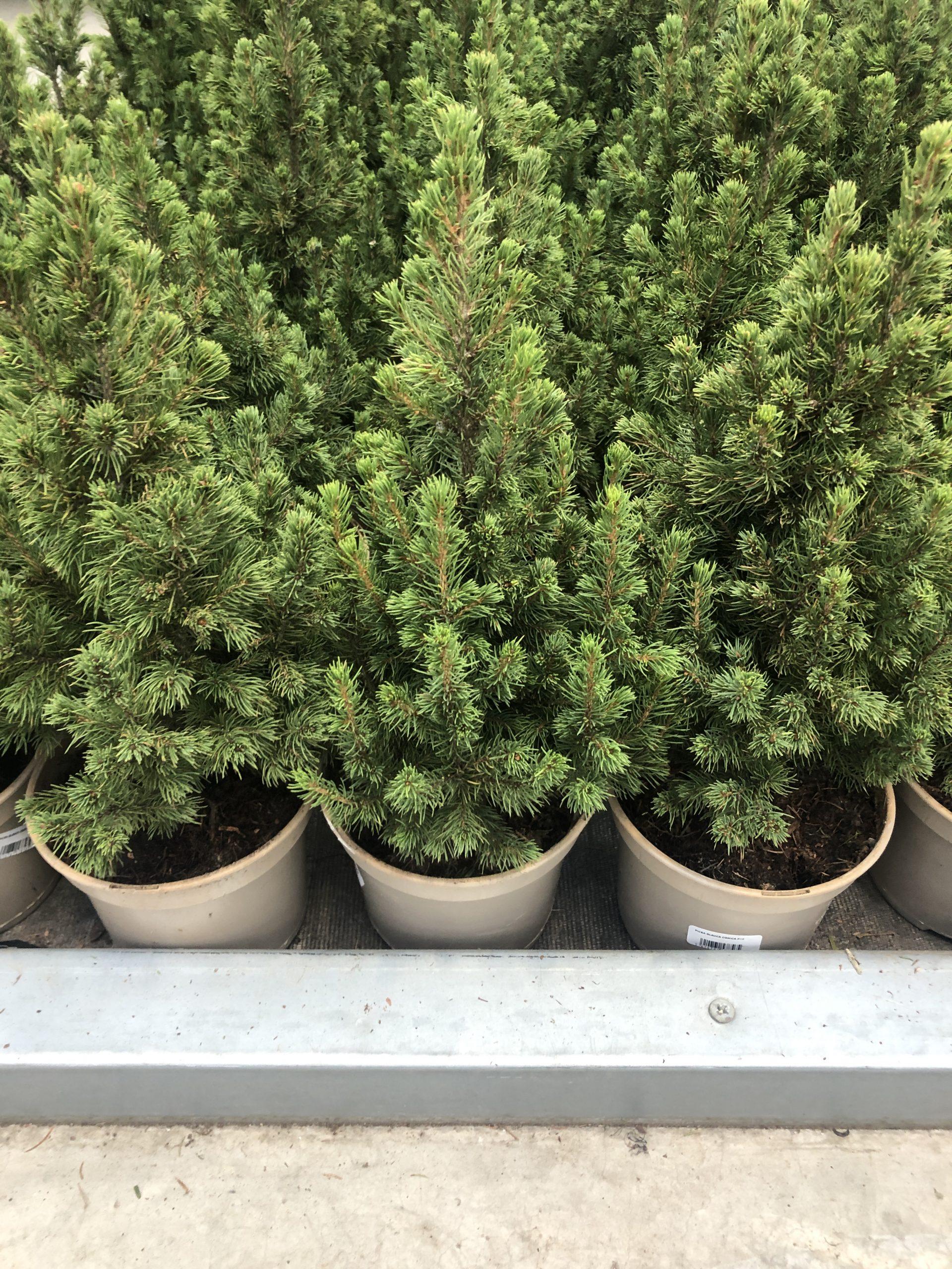 Picea Glauca 'conica' Red Pot - View 5 from www redcrocus com