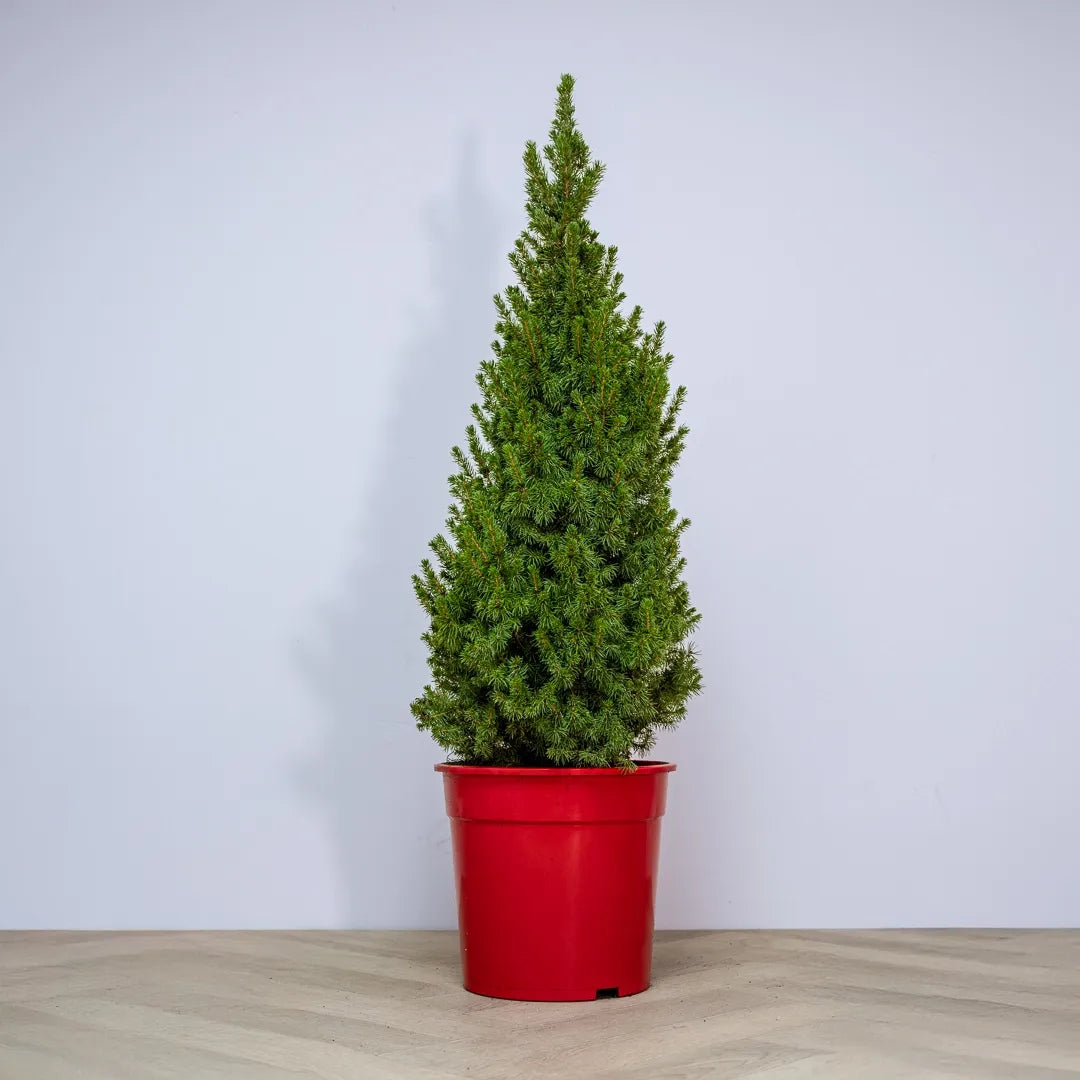 Picea Glauca 'conica' Red Pot - View 7 from www redcrocus com