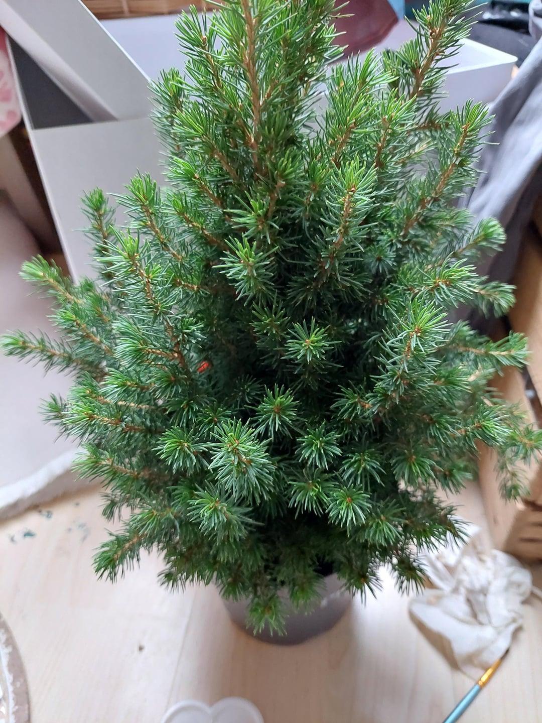 Picea Glauca 'conica' Red Pot - View 8 from www redcrocus com