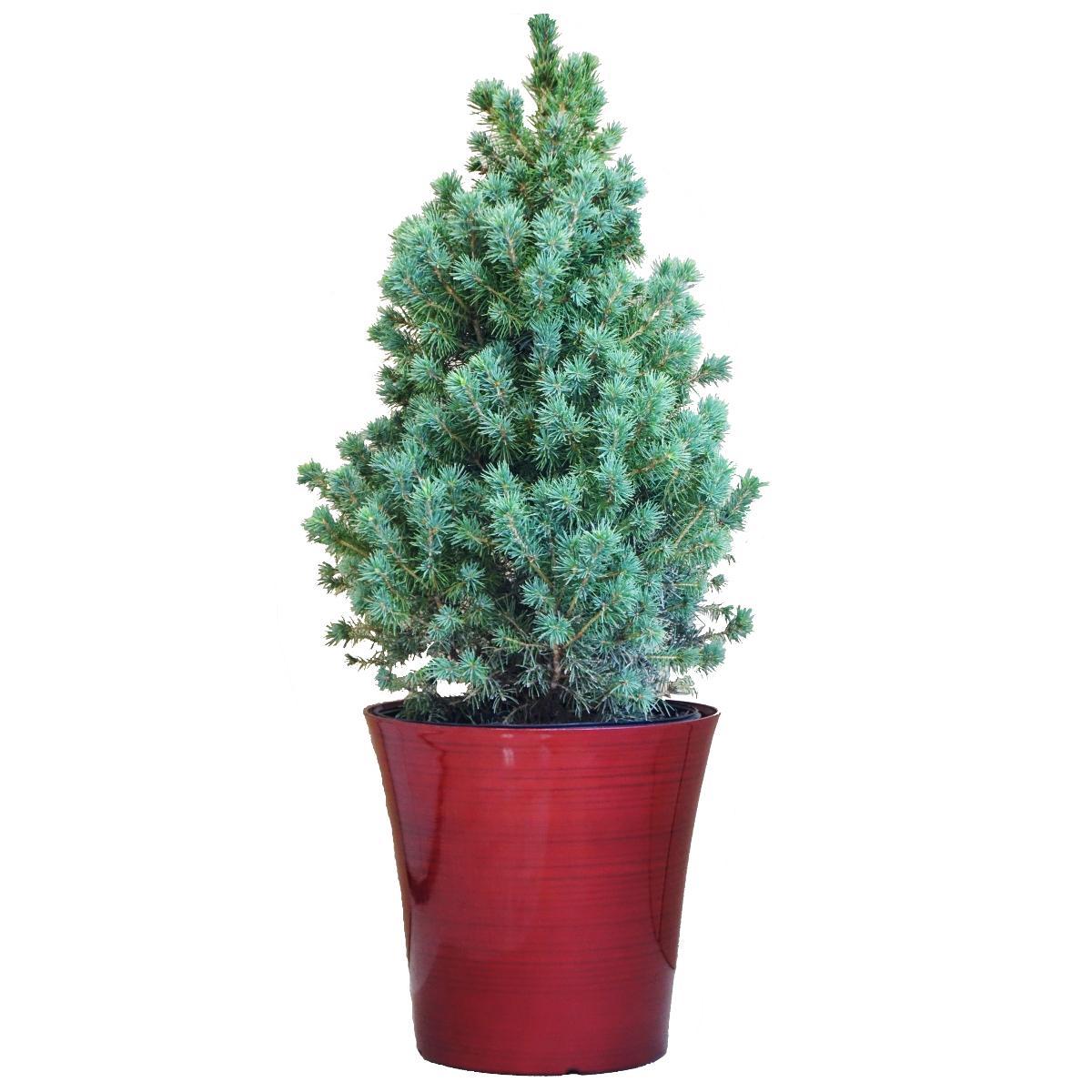 Picea Glauca 'conica' Red Pot - View 9 from www redcrocus com