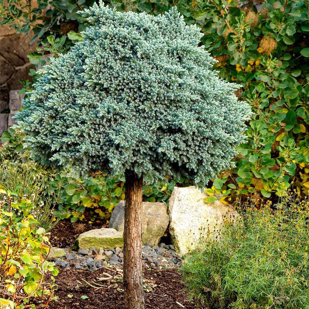 Juniperus Squamata 'blue Star' Standard - View 11 from www redcrocus com