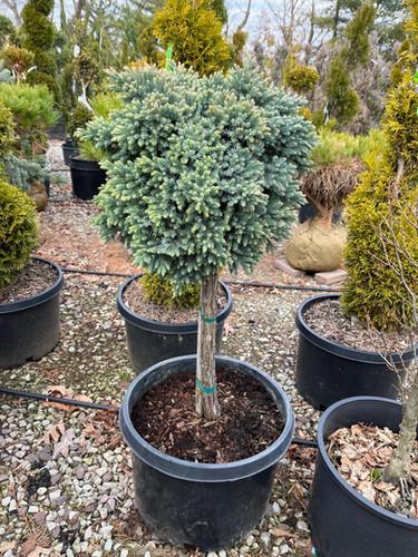 Juniperus Squamata 'blue Star' Standard - View 13 from www redcrocus com