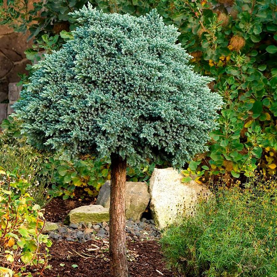 Juniperus Squamata 'blue Star' Standard - View 14 from www redcrocus com