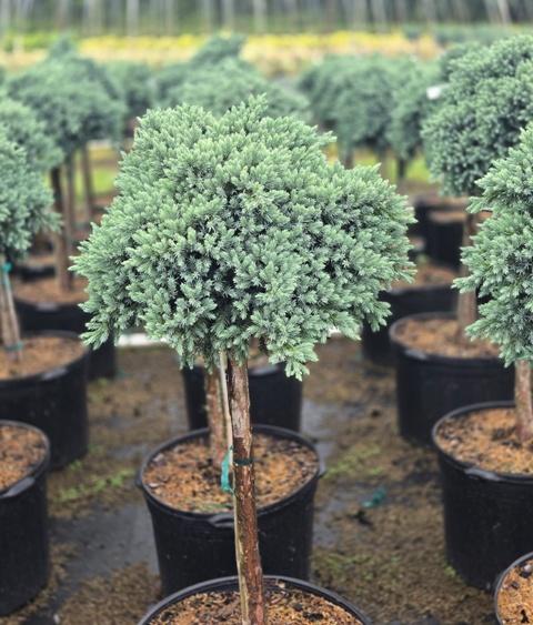 Juniperus Squamata 'blue Star' Standard - View 16 from www redcrocus com