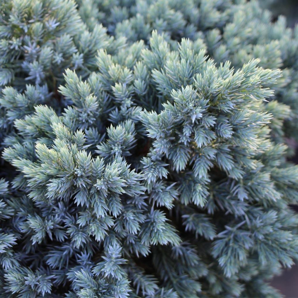 Juniperus Squamata 'blue Star' Standard - View 19 from www redcrocus com