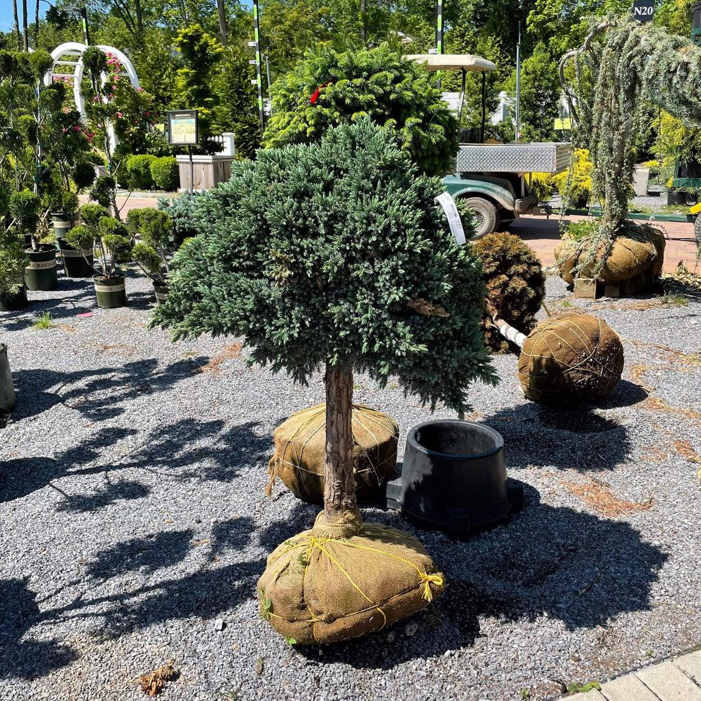 Juniperus Squamata 'blue Star' Standard - View 20 from www redcrocus com