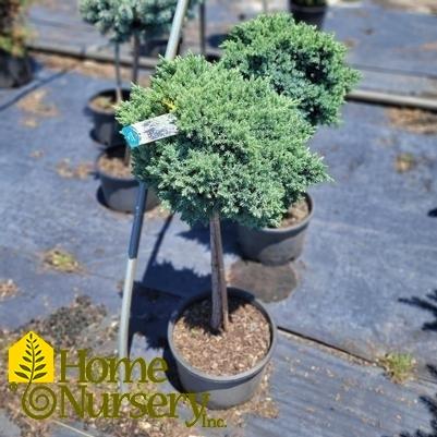 Juniperus Squamata 'blue Star' Standard - View 21 from www redcrocus com