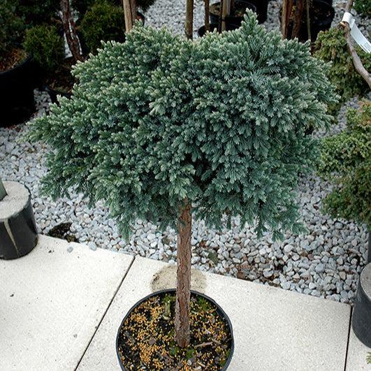Juniperus Squamata 'blue Star' Standard - View 22 from www redcrocus com