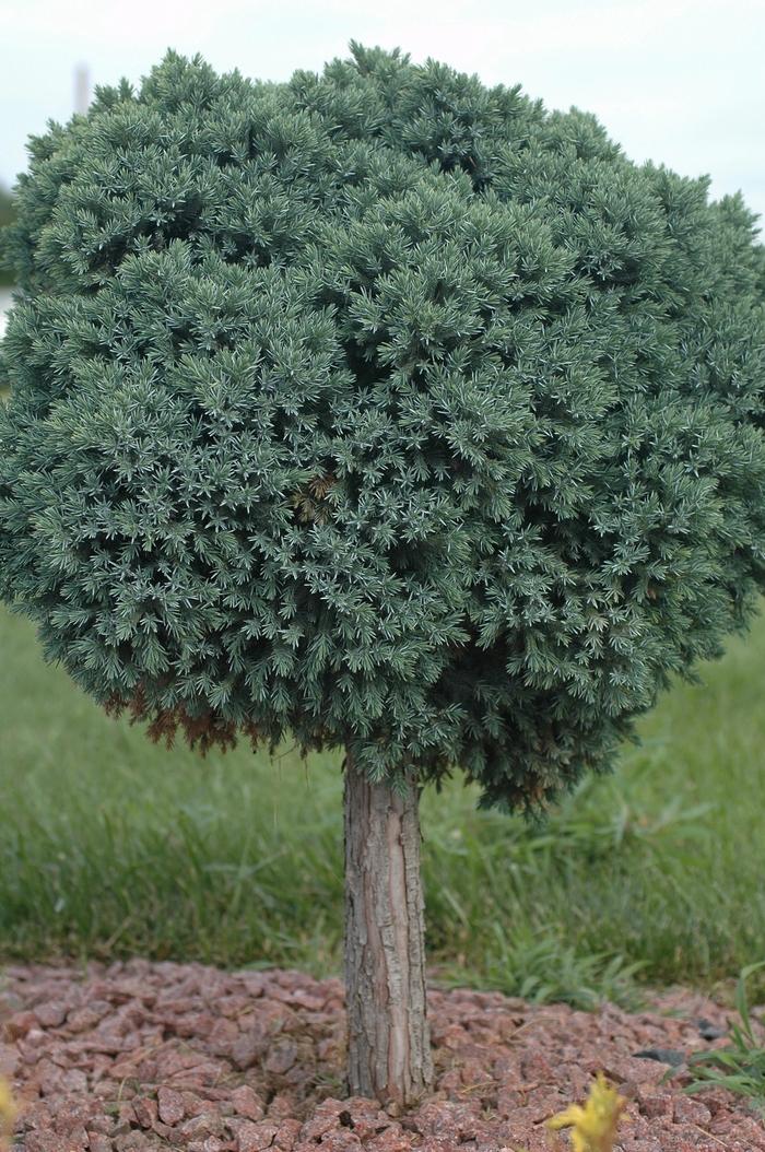 Juniperus Squamata 'blue Star' Standard - View 23 from www redcrocus com