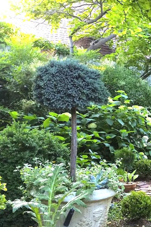 Juniperus Squamata 'blue Star' Standard - View 2 from www redcrocus com