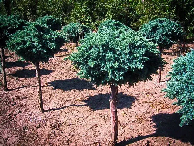 Juniperus Squamata 'blue Star' Standard - View 31 from www redcrocus com